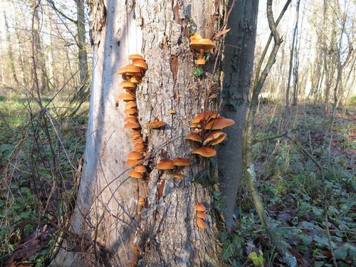 Schöne Samtfußrüblinge; Foto Michael 28.12.23