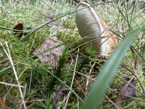 Vom Wildschwein abgeknickter Steinpilzhut; Foto Benedict 13.10.25