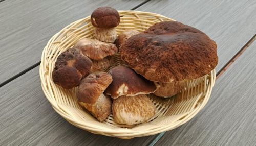 Die ersten Steinpilze 2026; Foto Helga 13.9.26 Die ersten Steinpilze 2026; Foto Helga 13.9.26