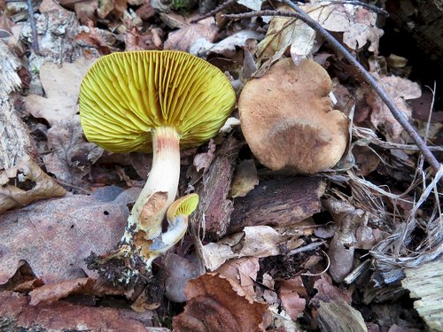 Europäisches Goldblatt; ein nur zerstreut vorkommender Pilz. Foto Michael 21.9.23