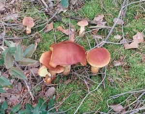 Falsche Rotkappen im Wald; Foto Horst 3.10.25