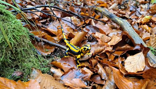 Feuersalamander auf Futtersuche; Foto Andrea 2.11.25