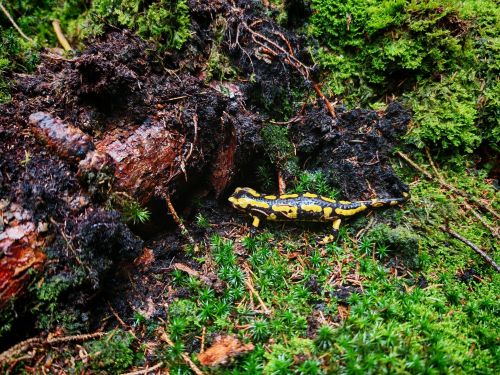 Feuersalamander; Foto Martin/Eschweiler 9.10.25