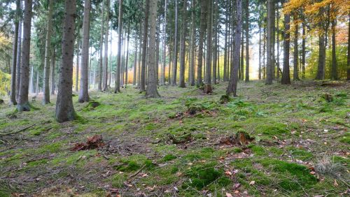 Fichtenhochwald mit Moos; Foto Christine 30.10.25