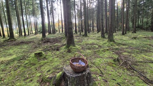 Fichtenhochwald mit Pilzkorb; Foto Jörn 2.11.25 Fichtenhochwald mit Pilzkorb; Foto Jörn 2.11.25