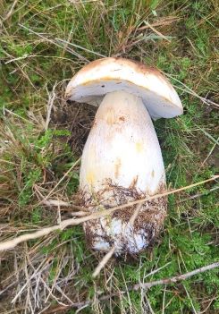 Strammer Fichtensteinpilz; Foto Alex 17.9.25