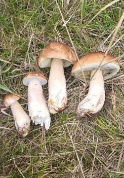 Vier Fichtensteinpilze; Foto Alex 17.9.25