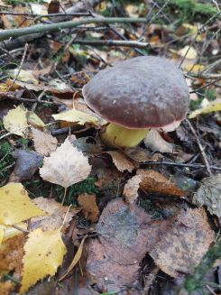 Filzröhrling; Foto Margit 25.10.25