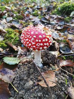 Schöner Fliegenpilz; Foto Fritz 9.11.23