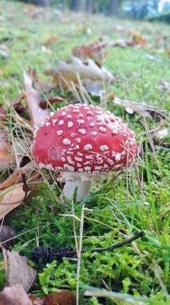 Fliegenpilz am Eli-Fehn-Kanal; Foto Helga 5.10.25