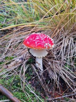 Fliegenpilz; Foto Jörn 29.10.23