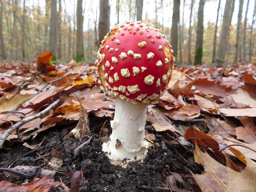 Schöner Fliegenpilz im lichten Laubwald; Foto Michael 16.11.23