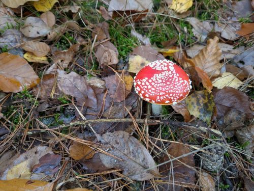 Fliegenpilz, Glückspilz; Foto Véronique 8.11.25