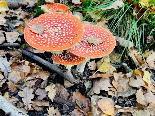 Fliegenpilze; Foto Julius 18.10.25