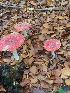 Fliegenpilze zeigen die Steinpilze an; Foto Ingeborg 3.11.23