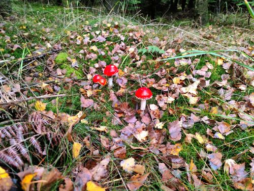 Leuchtend rote Fliegenpilze; Foto Michael 30.10.25 