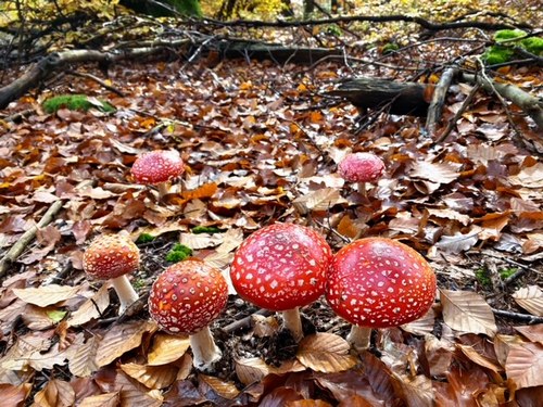 Fliegenpilztrupp im Herbstwald; Foto Stefan 17.11.23