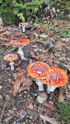 Fliegenpilze; Foto Tim 11.10.25