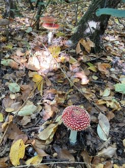 Fliegenpilze; Foto Tobias 18.10.25
