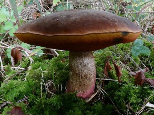 Flockenstieliger Hexenröhrling; Foto Sepp 10.9.26