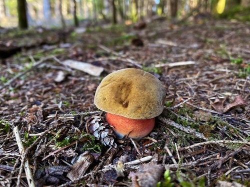 Ein Flocki-Knubbel; Foto Stefan 10.9.23