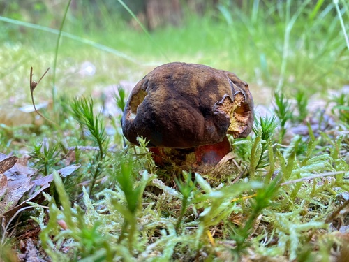 Einsamer Flocki, der einzige weit und breit; Foto Stefan 13.6.24
