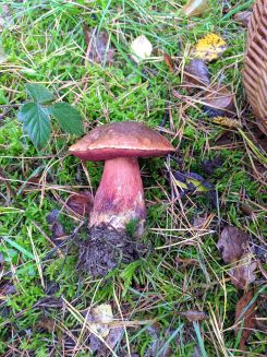 Schöner Flockenstieliger Hexenröhrling; Foto Thomas 31.10.25