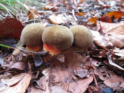 Wunderschöne junge Flockenstielige Hexenröhrlinge; Foto Michael 17.10.25