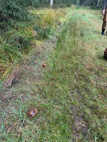 Flockenstielige Hexen in Reihe; Foto Dirk 13.10.25 Flockenstielige Hexen in Reihe; Foto Dirk 13.10.25