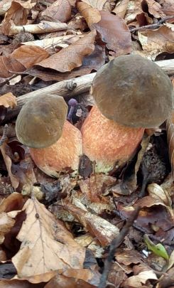 Zwei Flockenstielige Hexen und ein...?; Foto Margit 14.10.25