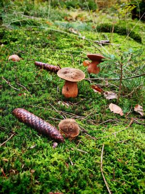 Herrliche Flockenstielige Hexenröhrlinge; Foto Martin 30.10.25