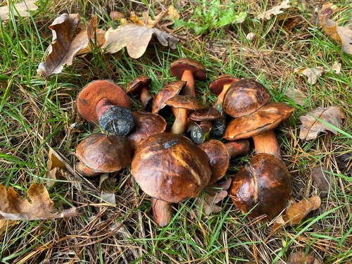 Flockenstielige Hexen zu Halloween; Foto Volkmar 31.10.23