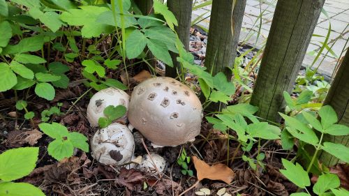 Fransige Wulstlinge; Foto Lars 20.6.25