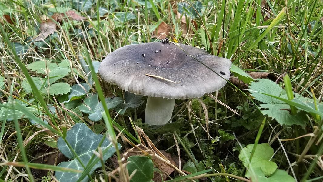 Frauentäubling mit gedeckten Farben; Foto Christine 19.9.25 Frauentäubling mit gedeckten Farben; Foto Christine 19.9.25