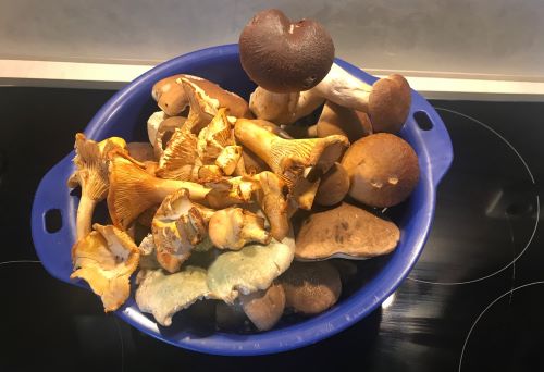 Steinpilze, Raufußröhrlinge, Pfifferlinge und Täublinge; Foto Jürgen 9.8.25