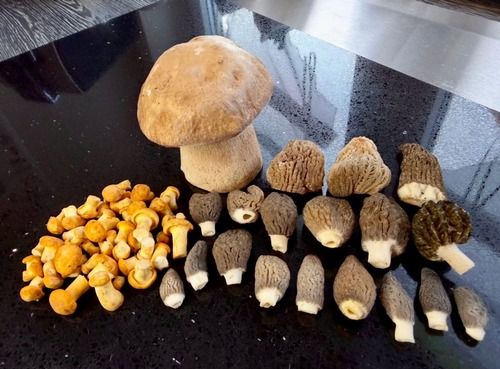Toller Frühfund mit erstem Sommersteinpilz; Foto Stefan 17.5.26 Toller Frühfund mit erstem Sommersteinpilz; Foto Stefan 17.5.26