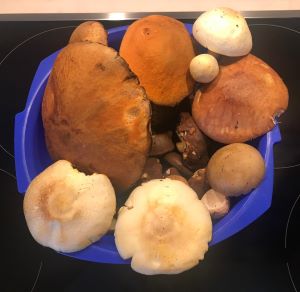 Rotkappen, Maronenröhrlinge, Perlpilze und Anisegerlinge; Foto Jürgen 9.8.25