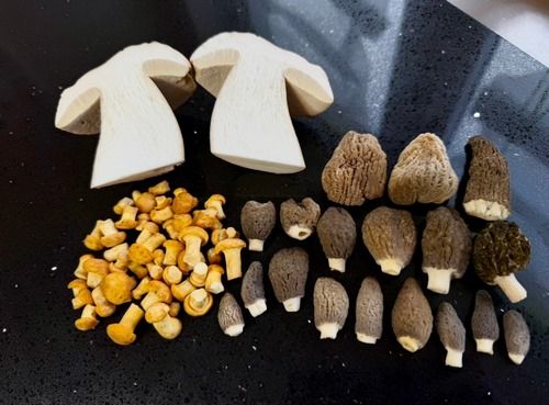 Anstandsloser Sommersteinpilz im Längsschnitt mit Spitzmorcheln und Pfifferlingen; Foto Stefan 17.5.26 Anstandsloser Sommersteinpilz im Längsschnitt mit Spitzmorcheln und Pfifferlingen; Foto Stefan 17.5.26