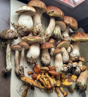 Fund mit Steinpilzen; FotoAlex 17.9.25