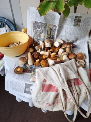 Herrlicher Röhrlingsfund; Foto Bodo 23.10.25