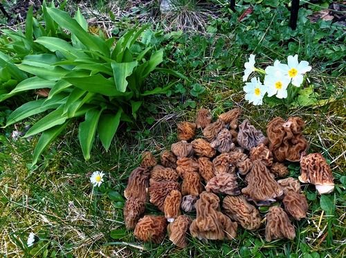 Gesamtfund Böhmische Verpeln mit Bärlauch; Foto Stefan 18.3.26