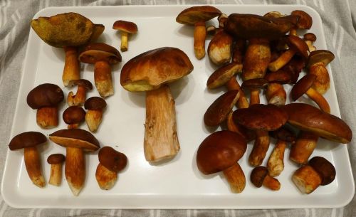 Maronenröhrlinge und Steinpilz; Foto Christine 1.11.25