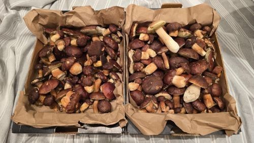 Viele Maronenröhrlinge; Foto Christine 23.10.25