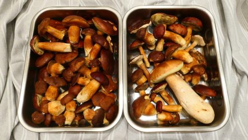 Maronen und Steinpilz; Foto Christine 30.10.25