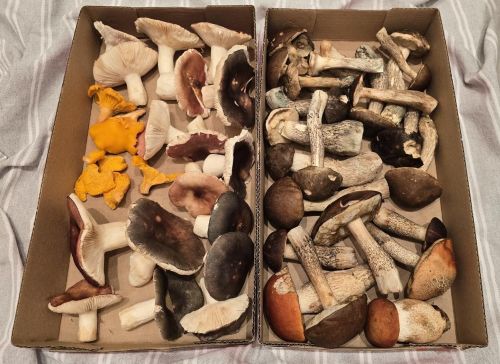 Fund aus Hannovers Nordosten; Foto Christine 8.10.25