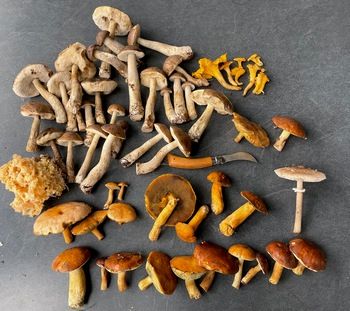 Fund von Daniel und Nancy; Foto Daniel 16.10.25 Fund von Daniel und Nancy; Foto Daniel 16.10.25