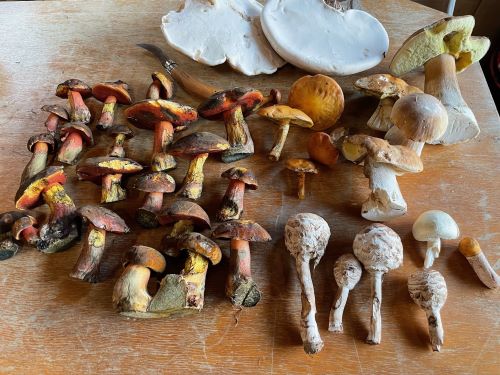 Fund mit vielen Flockis; Foto Daniel 28.9.24