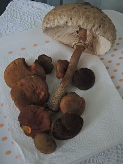 Parasol und Rotfüße; Foto Gisela 2.8.25