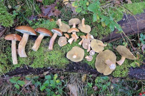 Maronen und Kuhröhrlinge; Foto Gisela 22.10.25