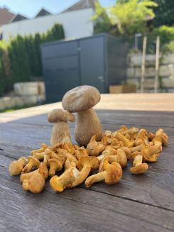 Sonntagsfund mit Sommersteinpilzen und Pfifferlingen; Foto Heiko 21.6.26